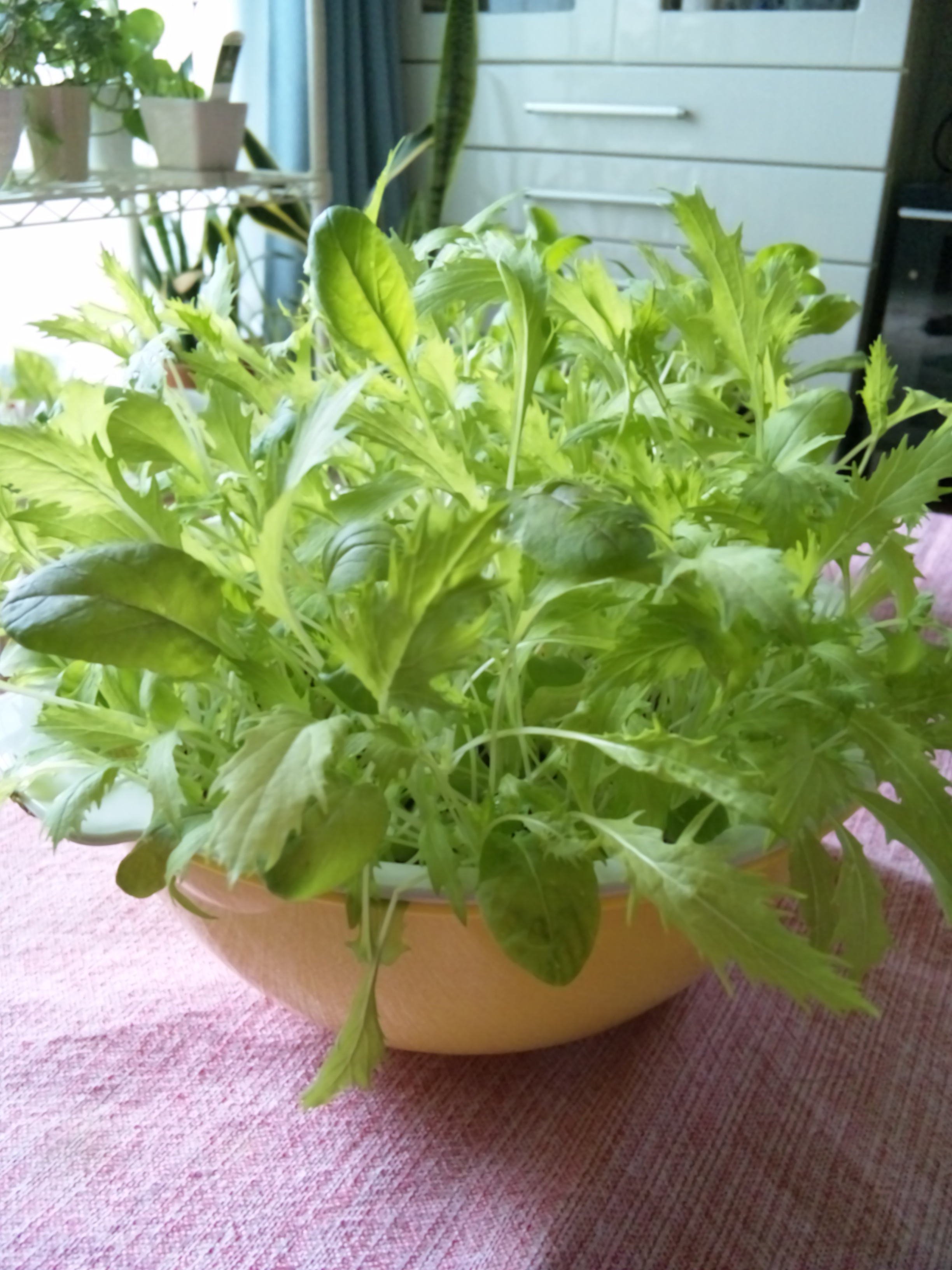 水耕栽培 ベビーリーフ ハイドロカルチャーとかごはんとか